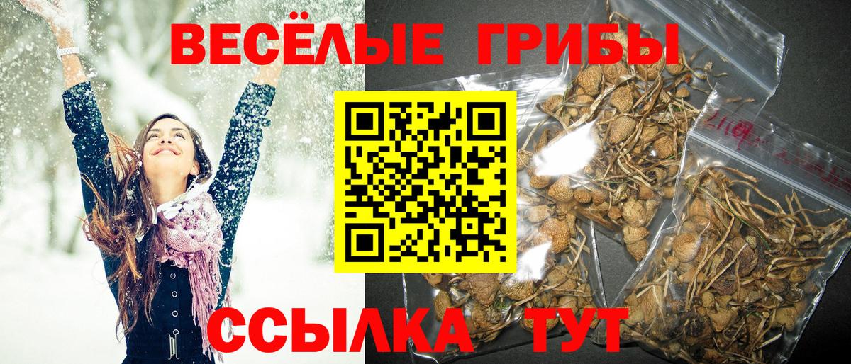 Галлюциногенные грибы GOLDEN TEACHER  Галлюциногенные грибы мицелий  Саратов  Вход с VPN 